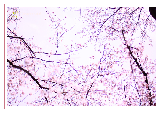 桜　フォトデザイン・キャラバンサライ