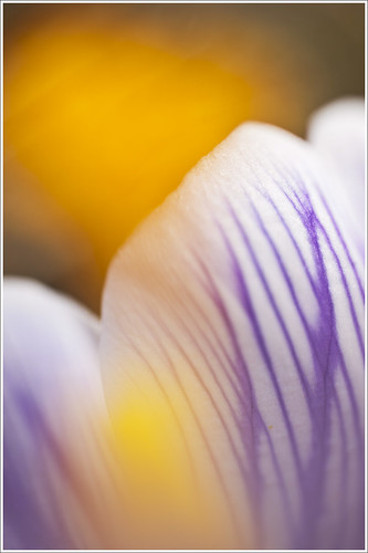 20120412. The yellow sun of the crocus. 5744. by Tiina Gill