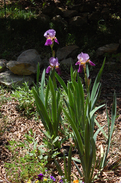 April Iris