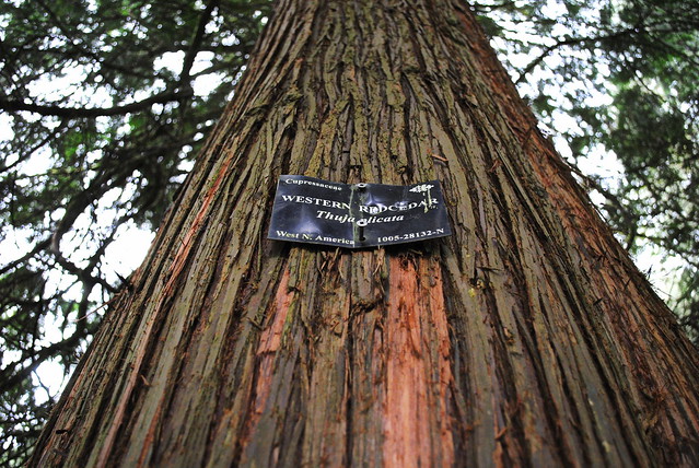 Western Red Cedar - Hoyt Arboretum - Portland, Oregon
