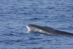 小鬚鯨(照片來源: Wayne Hoggard NOAA/NMFS/SEFSC)