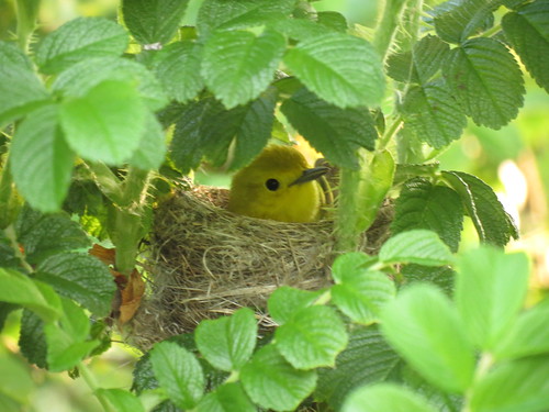 Yellow Warbler - Paruline jaune  24 mai 2012 060 by Diane G....Thanks for over 50,000 Views....