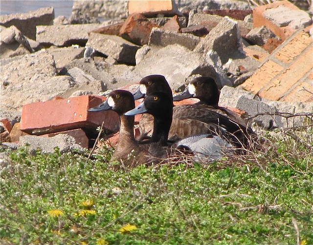 Lesser Scaup at Gridley Wastewater Treatment Ponds 05