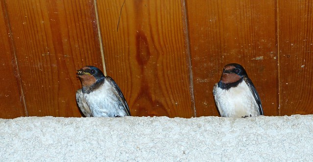 27444 - Swallows, Martins Haven