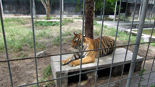 サムイアクアリウム＆タイガーZoo Samui Aquarium & Tiger Zoo (9)