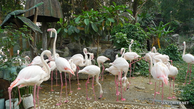 Chiang Mai Zoo in Thailand