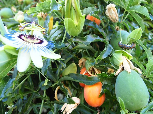 Passiflora flower, fruit and Gulf Fritillary caterpillar
