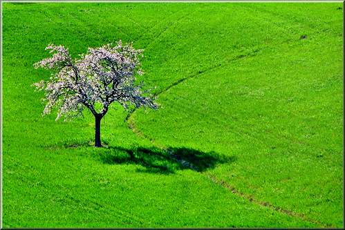 albero fiorito by Luigi Alesi