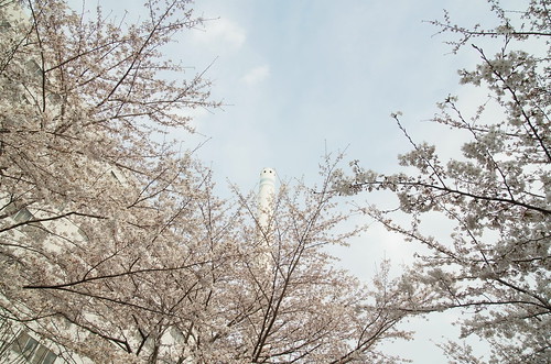 Megurogawa Sakura 12