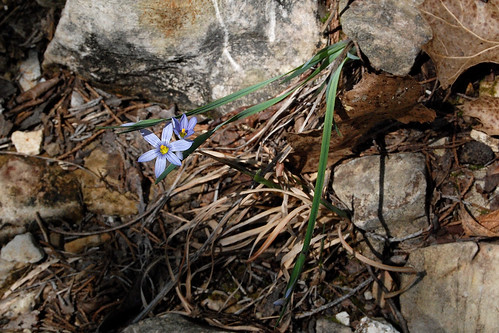 Blue Eyed Grass, a blue flowering grass-like prairie plant that grows in the Ozarks.