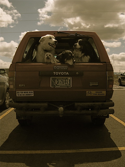 Dogs in a truck