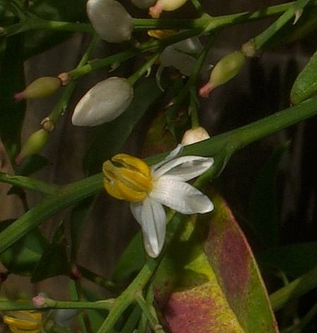Nandina blossom, close-up
