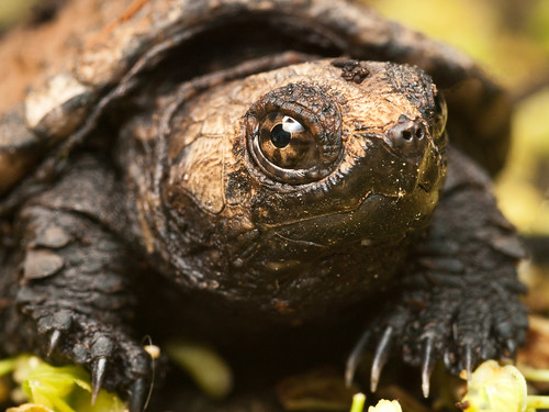 Snapping Turtle by Lopshire by Lopshire Photography