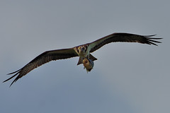 Osprey with Fish DSC_6430 by Mully410 * Images