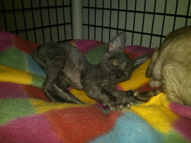 6 Week Old Blue-Cream Cornish Rex Kitten. Going for her brother&#39;s tail--
