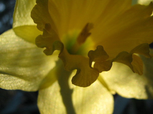 Daffodil in Ruffled Dress