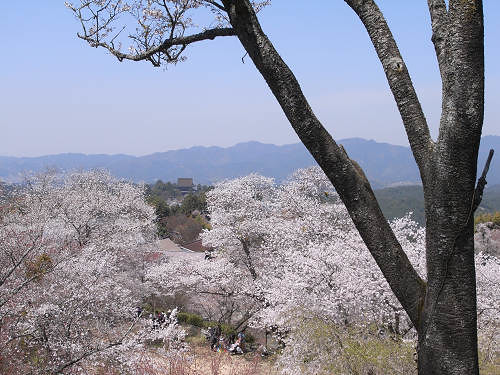 吉野の桜2011＠吉野山-17