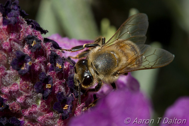 Bee Sucking Flower Brains