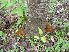 霧社血斑天牛幼蟲蛀食後在山櫻花樹下形成的木屑堆。(楊曼妙攝)