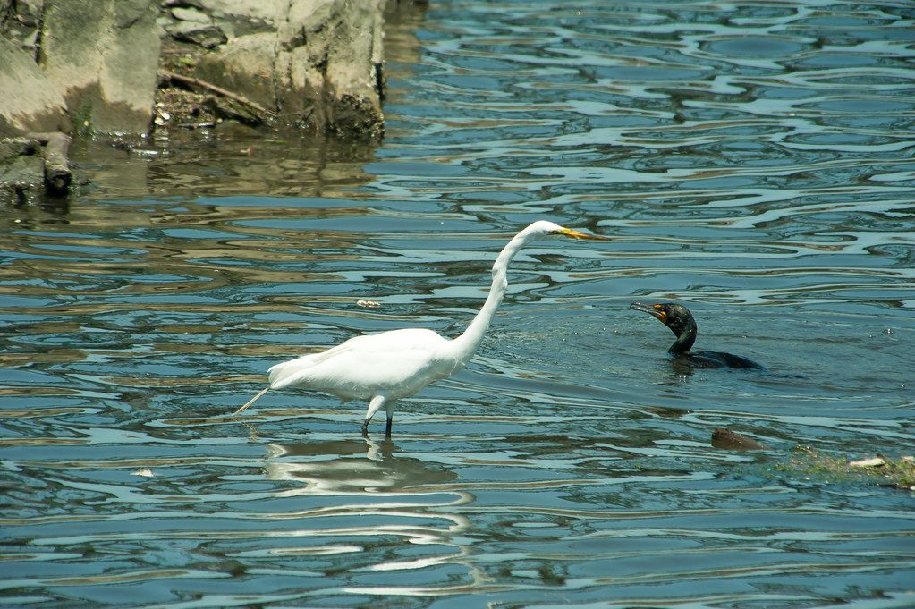 DSC_0691 ~ What did the cormorant say to the Great Egret ...