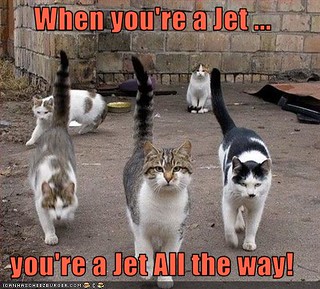 lol when-you're-a-jet kittehs