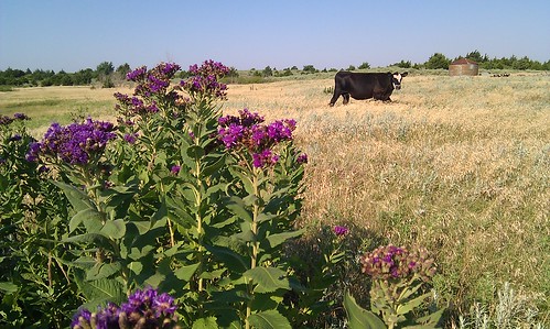 Ironweed and whiteface cow