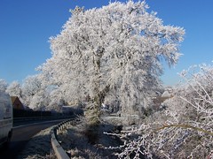 FROST 7TH DECEMBER