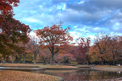 Fall 2010 Leaves in Tokyo