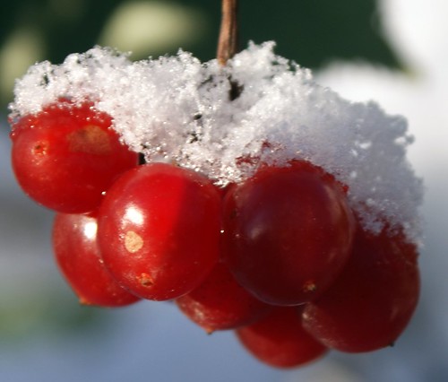 berry snow