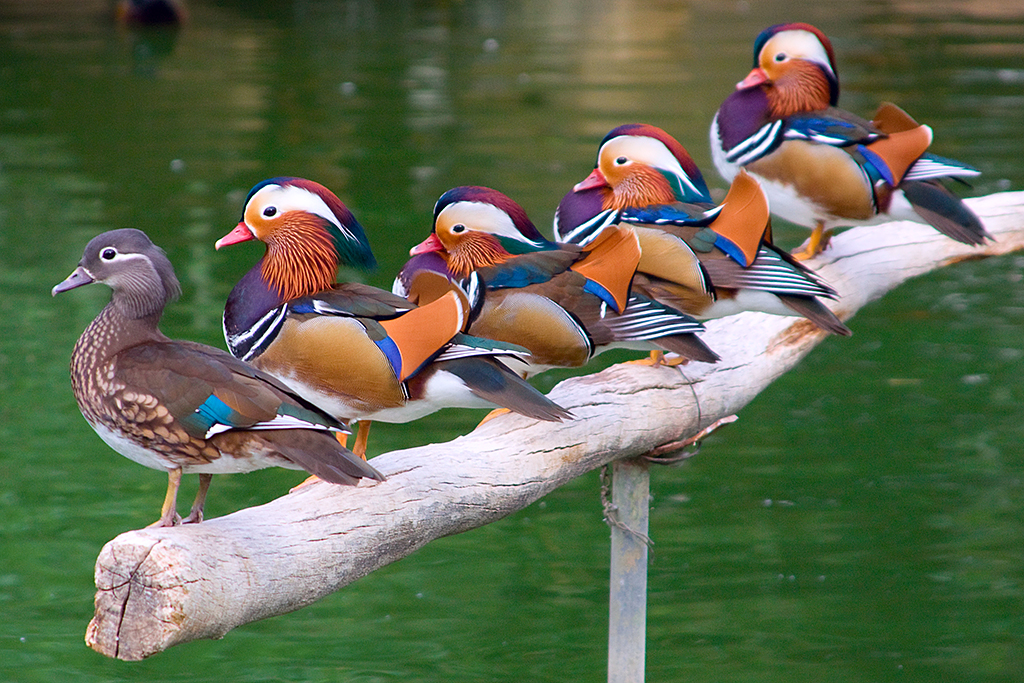 Pretty Birds on a Log
