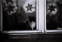 Windows & Cats