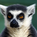 Ring Tailed Lemur (Bristol Zoo  (16))