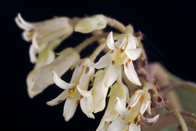 Pittosporum ferrugineum flowers