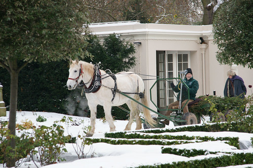 A horse from The British Horse Loggers pulls the Clarence House Christmas Tree