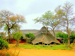 South Africa. Royal Legend Safari Lodge