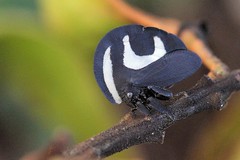 Hemiptera:Membracidae