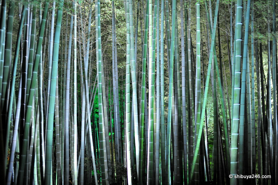 Bamboo in the forest