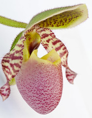 House Orchids