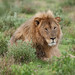 Lion in Etosha National Park.