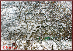 Snow in Horsham December 2010