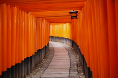 Torii Gates at Fushimi Inari Kyoto
