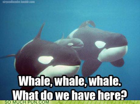 funny-puns-whale-whale-whale