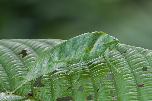 katydid on green leaf IMG_9760 copy