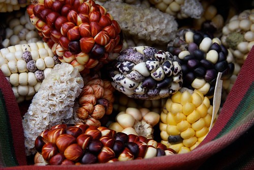 Corn - Amaru, Peru -  Photographer Ashli Akin
