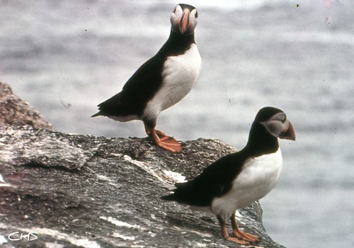 Puffins, Isles of Scilly 1965 by Stocker Images