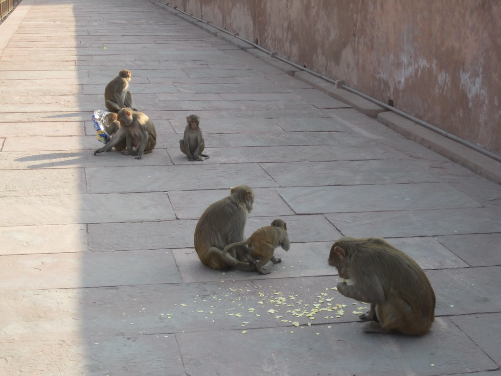 Agra Fort Dinner Time