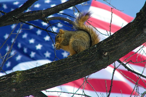 259/365/989 (February 25, 2011) – AmeriSquirrel! University of Michigan (Ann Arbor)
