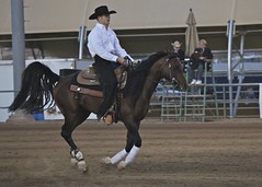 Scottsdale Arabian Horse Show Part 2