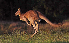 Kangaroos and Wallabies