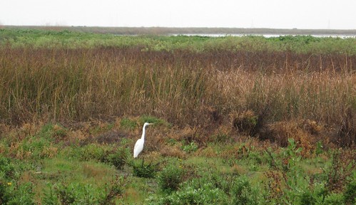 Great Egret near Alviso Slough